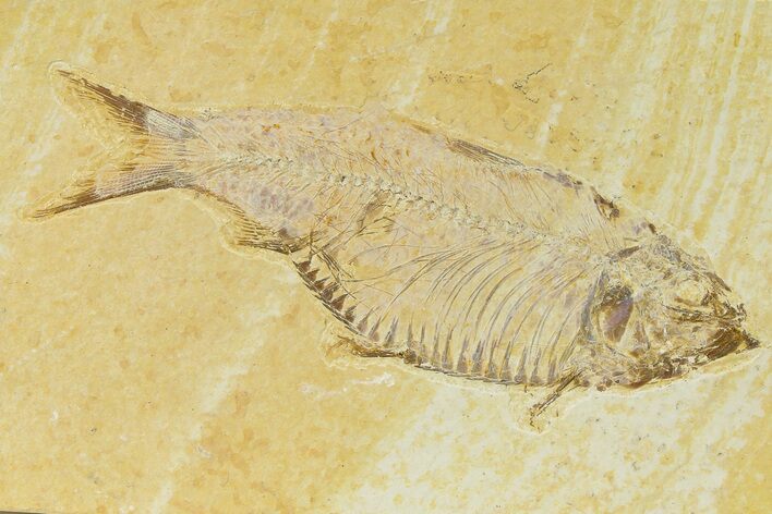 Detailed Fossil Fish (Knightia) - Wyoming #333789